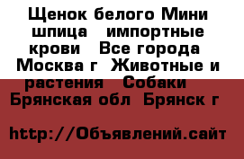 Щенок белого Мини шпица , импортные крови - Все города, Москва г. Животные и растения » Собаки   . Брянская обл.,Брянск г.